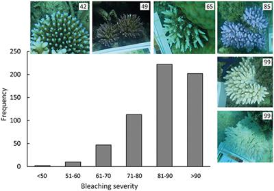 Environmental Drivers of Variation in Bleaching Severity of Acropora Species during an Extreme Thermal Anomaly